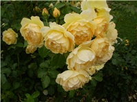 d8d3d18b-Picture 2375.jpg